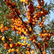 Саженец Облепиха Лейкора (женская)